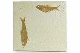 Limestone with Two Fossil Fish (Knightia) - Wyoming #363814-1